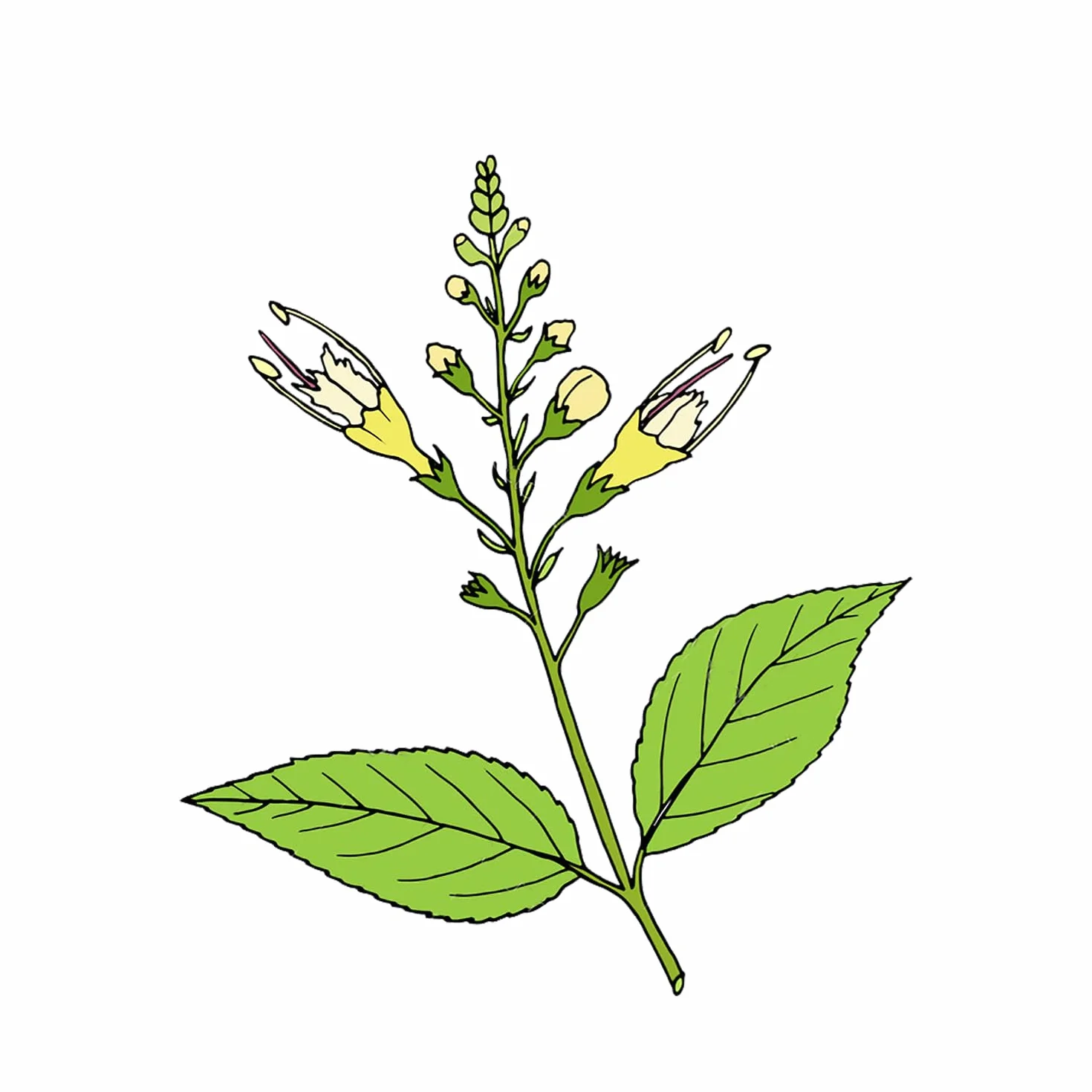 Balsam koński, żel wyprodukowany we Włoszech efekt termoaktywny na bóle stawowe, do masażu mięśni, testowany dermatologicznie, kojący, regenerujący, przeciwdrobnoustrojowy