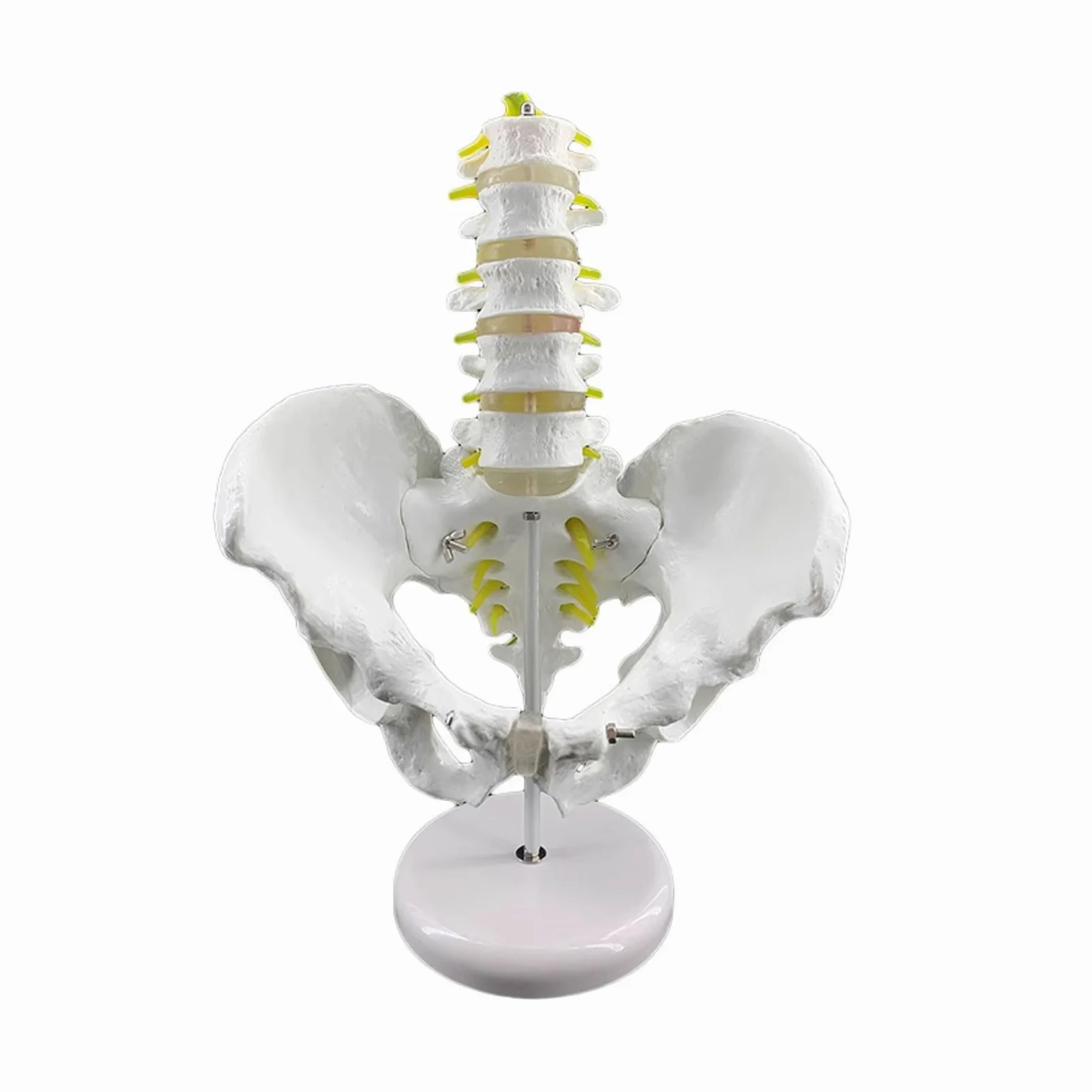 1:1 Anatomiczny męski model miednicy Sacrum Pubis Zmiany patologiczne człowiek Szkielet Zestaw modeli Materiały laboratoryjne Narzędzie do nauki w szkole