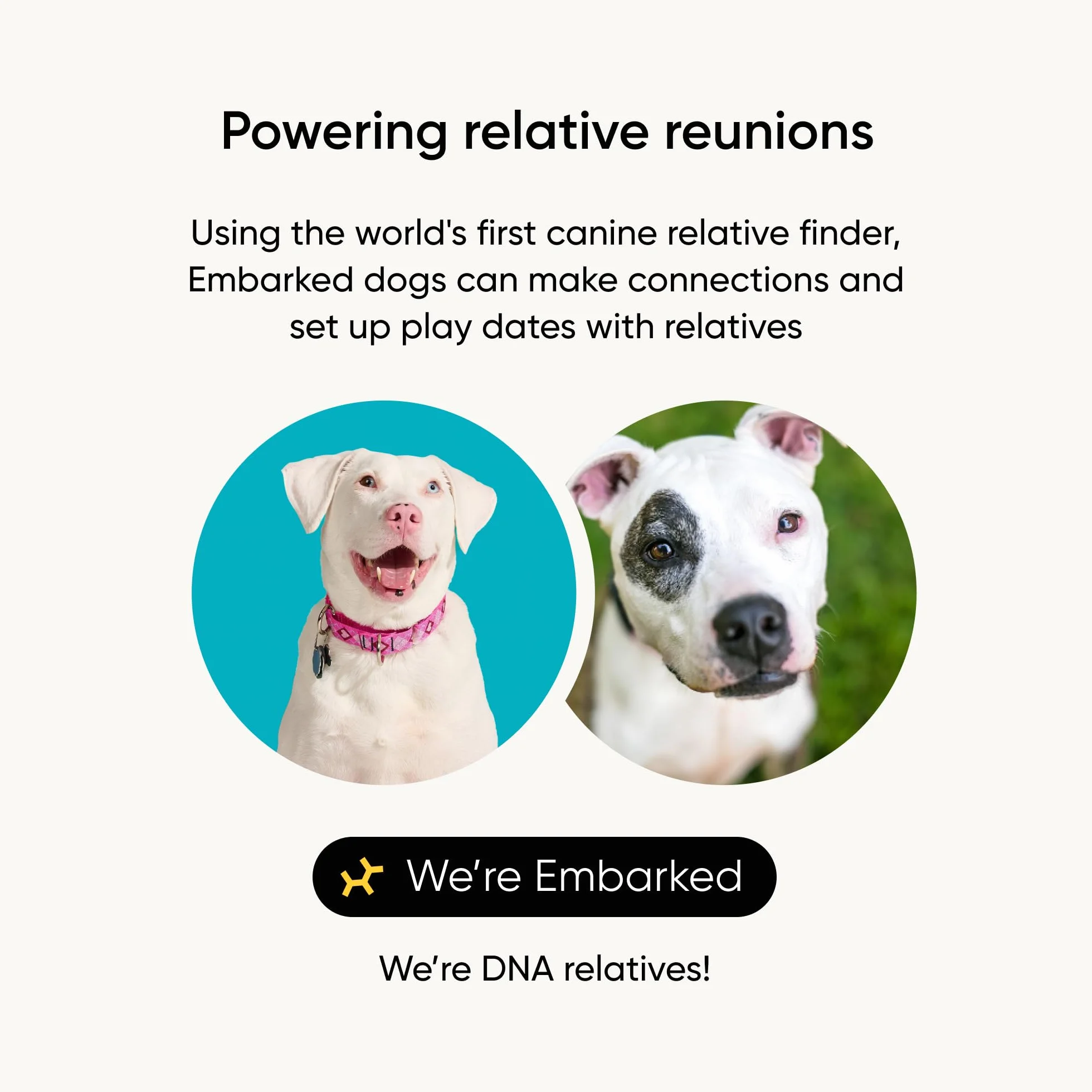 Embark Test DNA dla psów, zestaw do identyfikacji ras