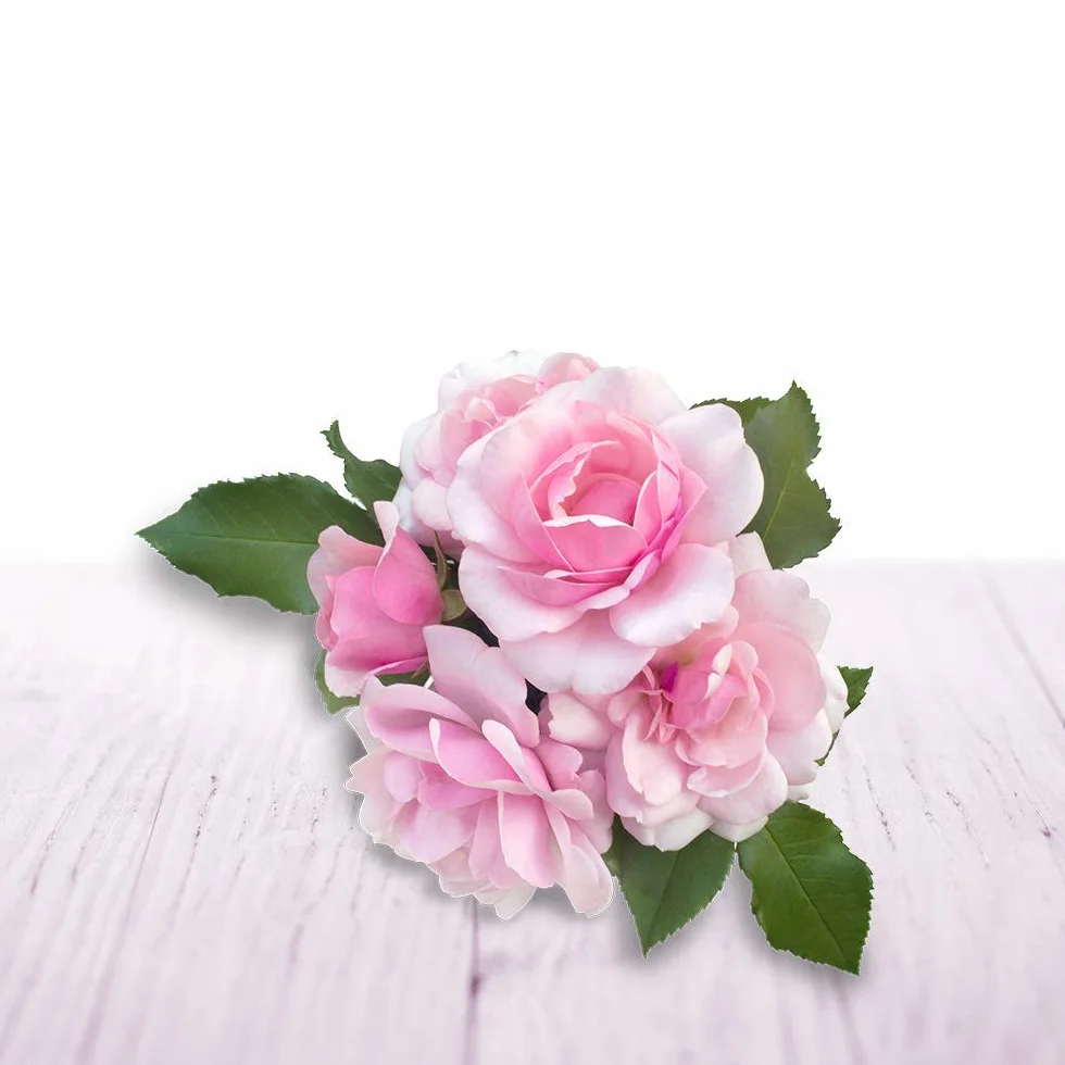 Air Wick olejek aromatyczny Flakon kojąca róża 3 szt. (3 x 20 ml), wkład do dyfuzora olejków aromatycznych