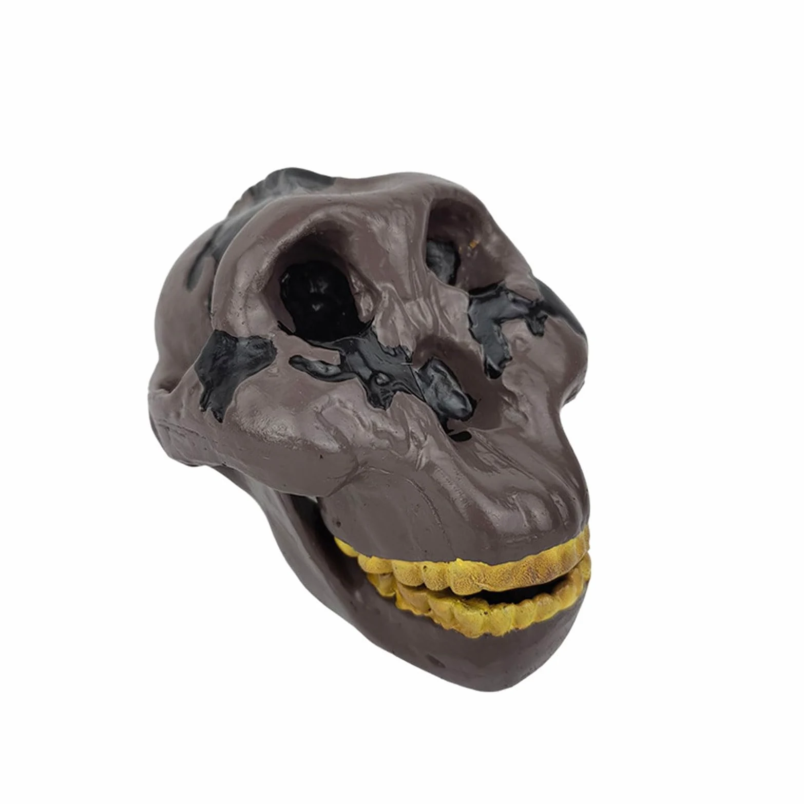 Model czaszki ludzkiej naturalnej wielkości Realistyczne materiały do nauki anatomii czaszki ludzkiej Anatomiczny model czaszki do nauki