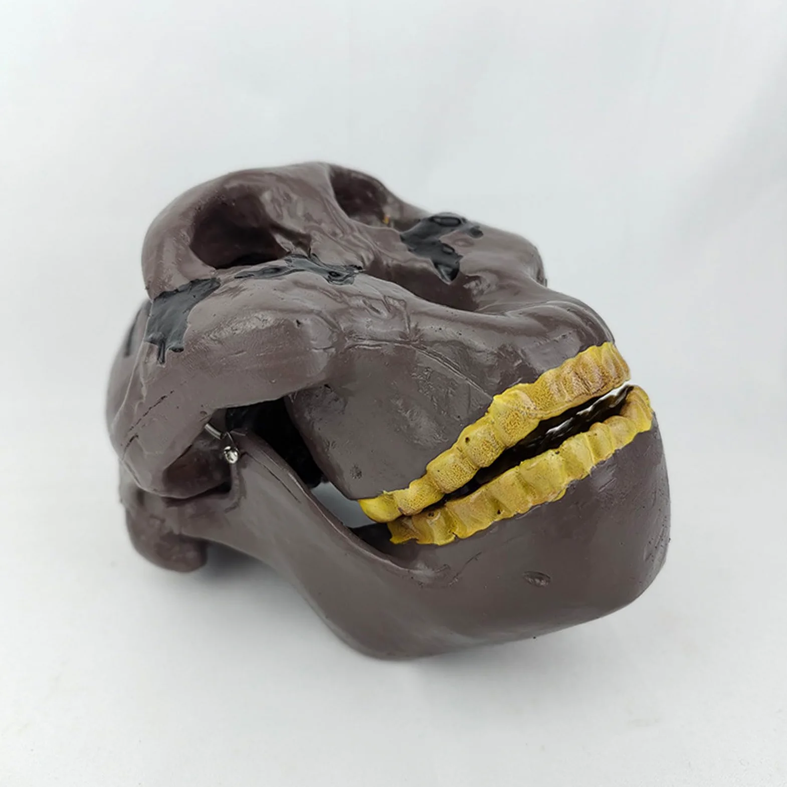 Model czaszki ludzkiej naturalnej wielkości Realistyczne materiały do nauki anatomii czaszki ludzkiej Anatomiczny model czaszki do nauki