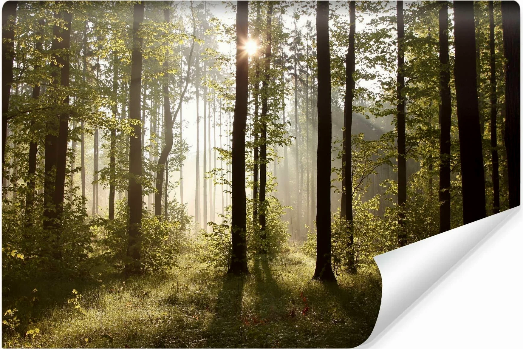 Muralo - Tapeta 3D las o świcie tapeta na flizelinie - fototapeta z efektem 3D - tapeta do salonu sypialni tapeta ścienna las promienie słońca - szer. 450 cm x wys. 300 cm
