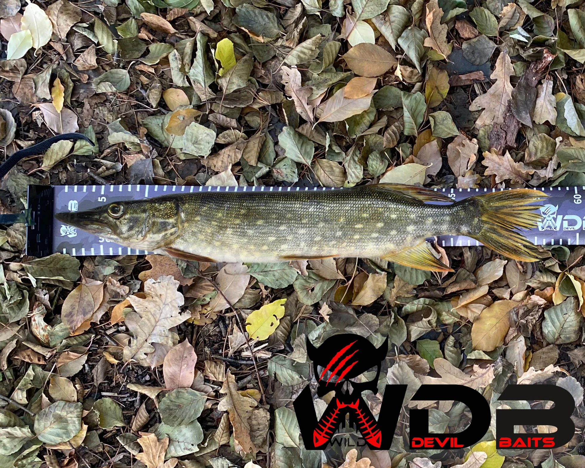 Angel-Berger Wild Devil Baits Rollup Measure Scale Fish Ruler taśma miernicza do pomiaru ryb