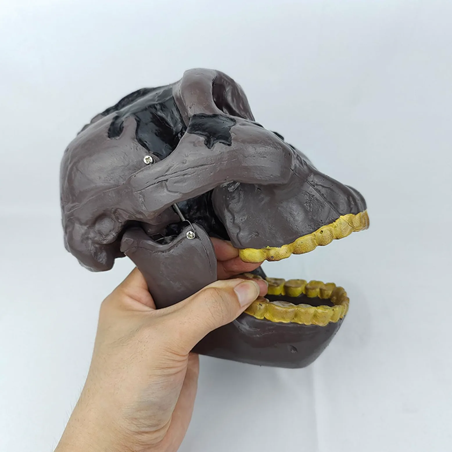 Model czaszki ludzkiej naturalnej wielkości Realistyczne materiały do nauki anatomii czaszki ludzkiej Anatomiczny model czaszki do nauki