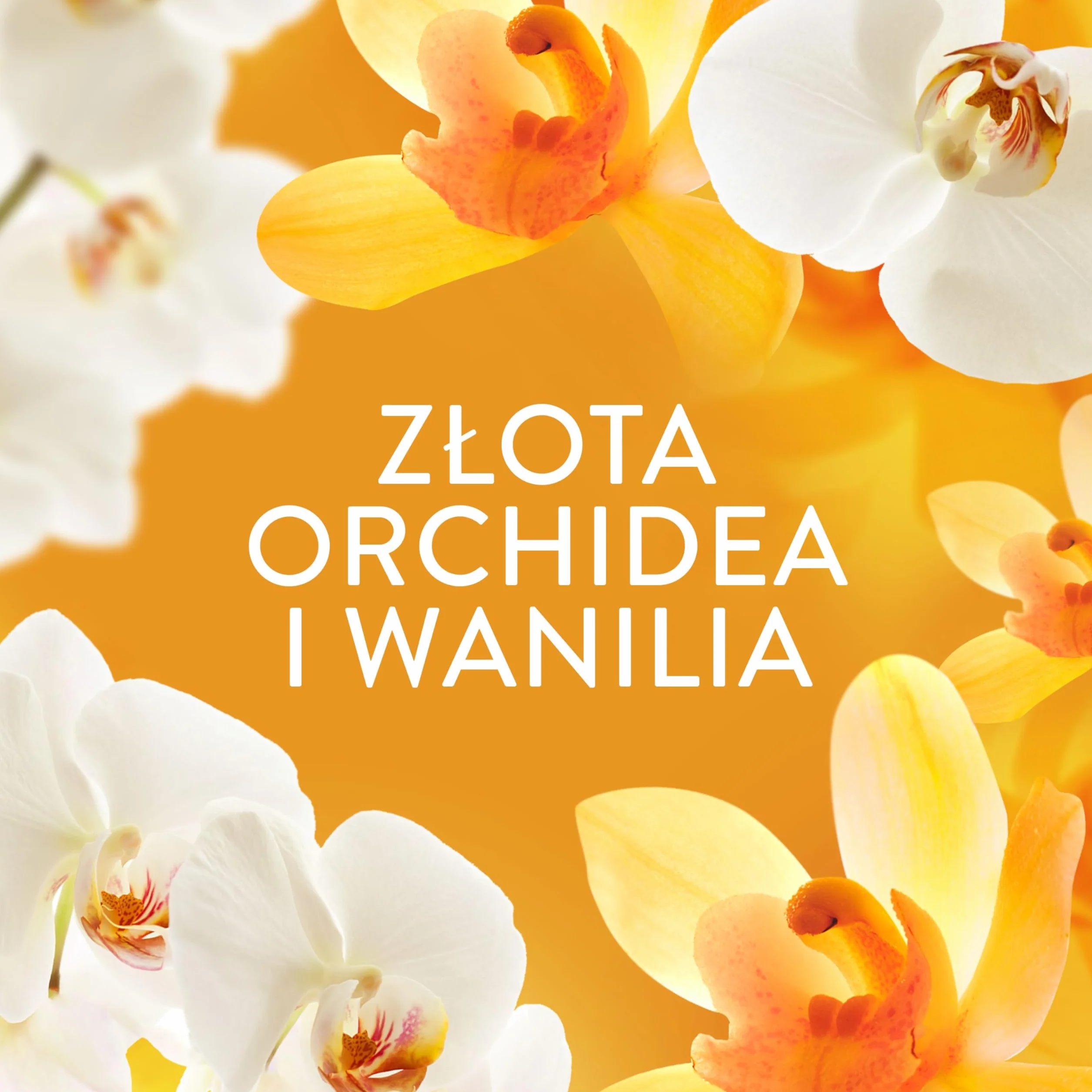 Lenor perfumowane perełki zapachowe do prania 195g, Gold Orchid & Vanilla, zapach non stop do 12 tygodni dla przechowywanych ubrań